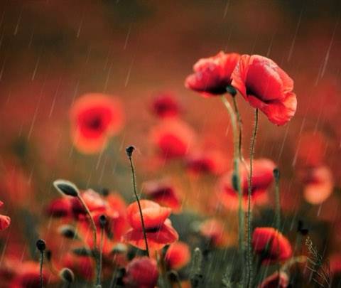 A cinematic seamless loop featuring vibrant red poppies swaying in a gentle summer rain. Perfect for relaxing YouTube backgrounds, Twitch streams, or meditative wallpapers.